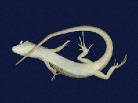 印度蜓蜥藏品圖，第4張